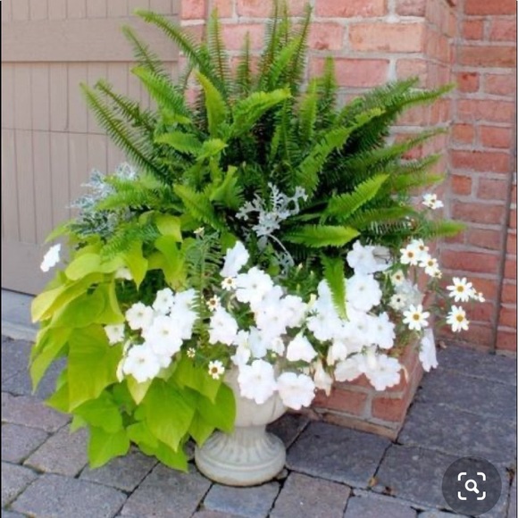 Meet your Posher, Gillian - Picture 1 of 1